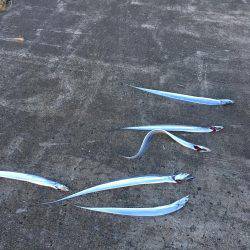 朝まずめ☆太刀魚