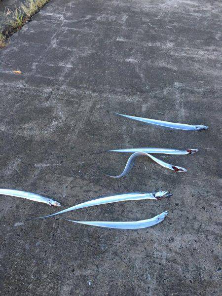 朝まずめ☆太刀魚