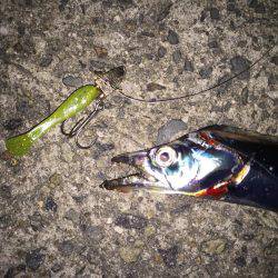 渋い日が続きますが頑張ってます