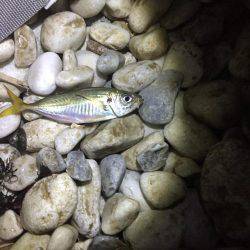 アジング好調キープ！