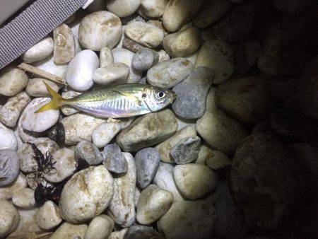 アジング好調キープ！