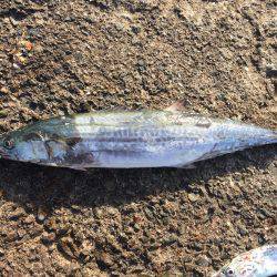 タチウオ好調!サゴシも