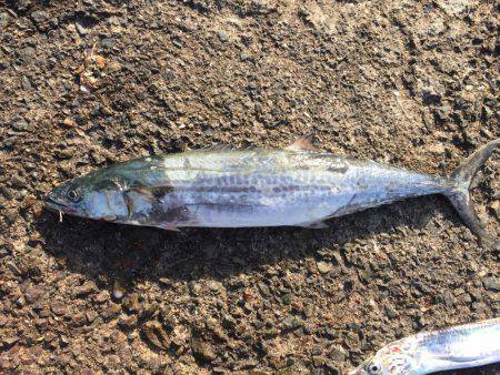 タチウオ好調!サゴシも