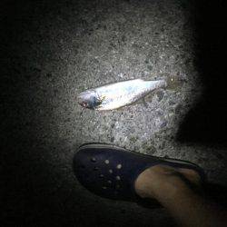 上天草での投げ釣りの釣果
