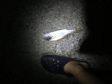 上天草での投げ釣りの釣果
