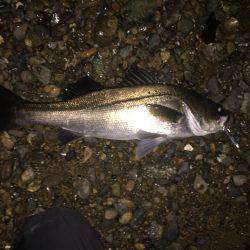 シーバス高活性！