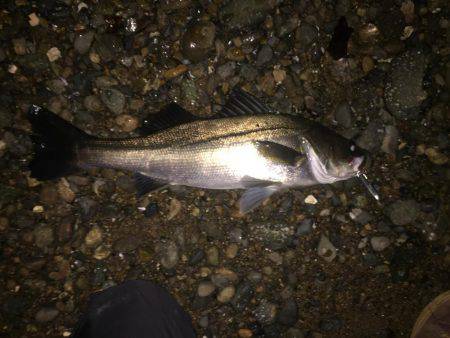 シーバス高活性！