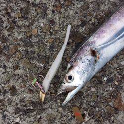 太くて短かい（笑）