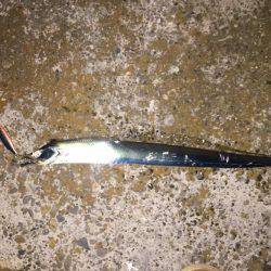 タチウオ爆釣！