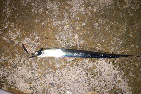 タチウオ爆釣！