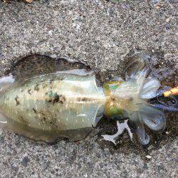 久しぶりに連チャン