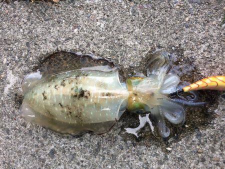 久しぶりに連チャン