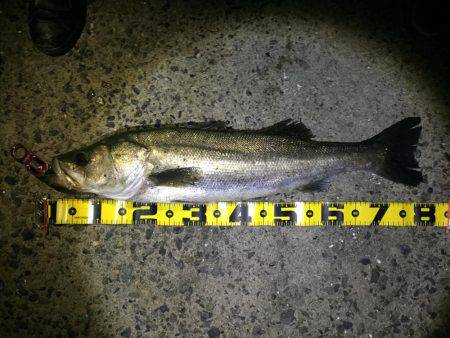 ランカー捕獲！