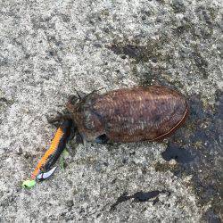 夕方コウイカ釣行