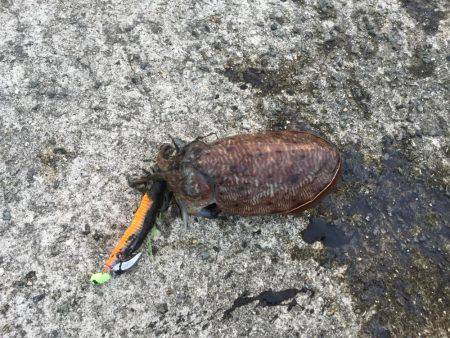 夕方コウイカ釣行