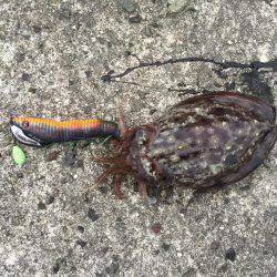 朝まづめコウイカ釣行①