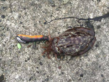 朝まづめコウイカ釣行①