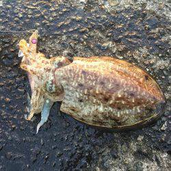 コウイカ朝まづめ釣行②