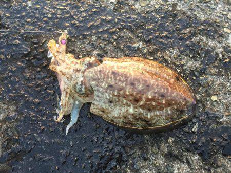 コウイカ朝まづめ釣行②