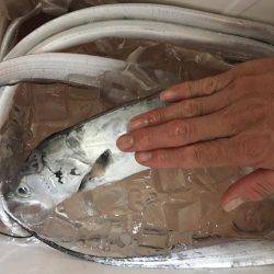 夕まづめショアジギング