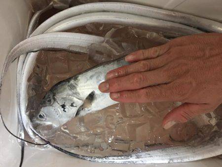 夕まづめショアジギング