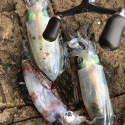 丹後半島夕マズメ釣行