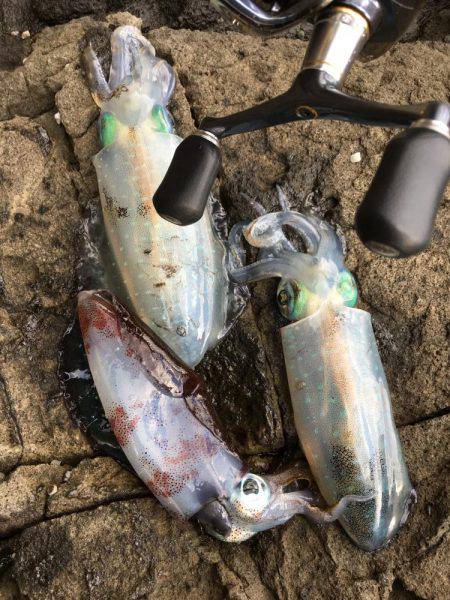 丹後半島夕マズメ釣行