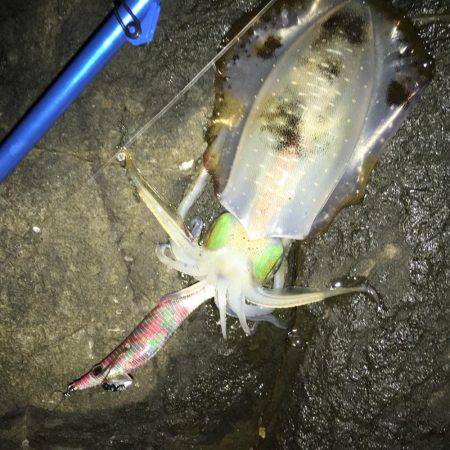 今期一番…渋い