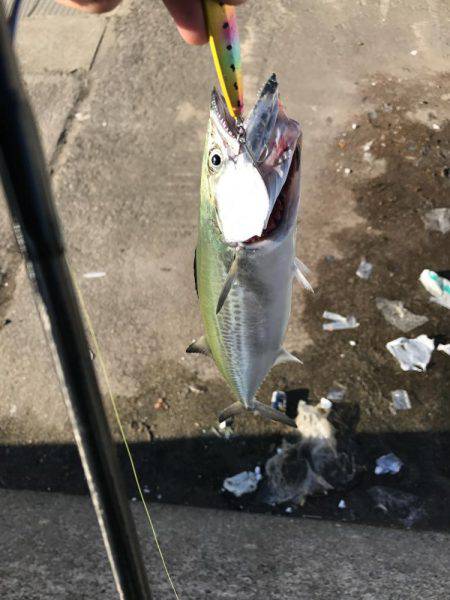 ショアジギング