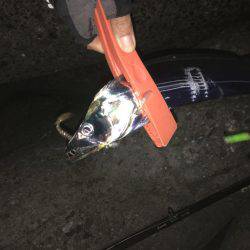 タチウオ 堺周辺