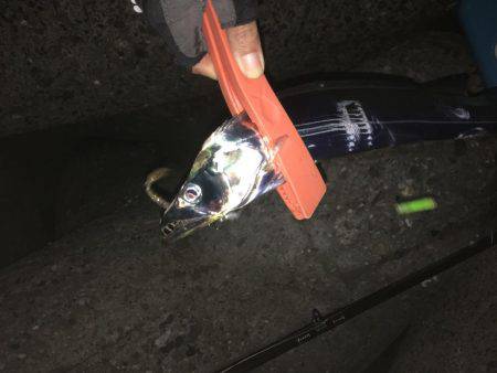 タチウオ 堺周辺