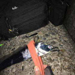 朝マズメ、タチウオ