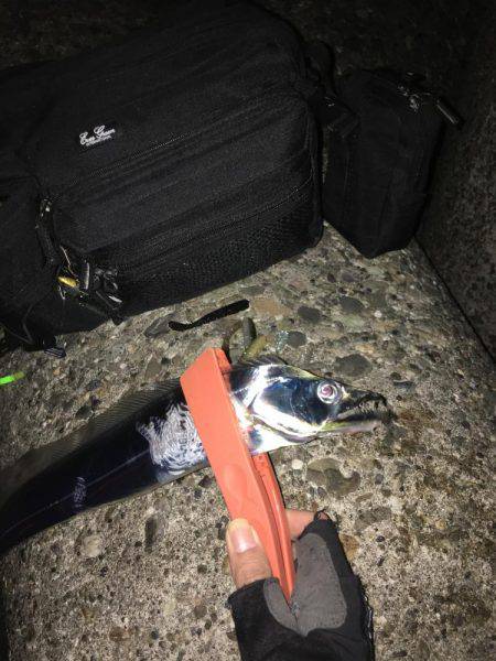 朝マズメ、タチウオ