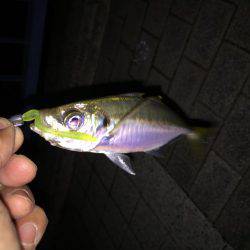 アジング初ゲット