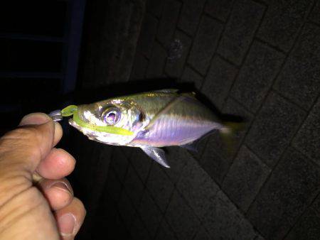 アジング初ゲット