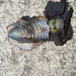 太刀魚の邪魔がなければ