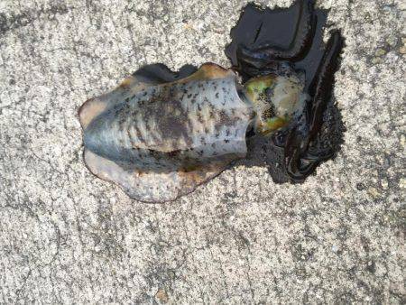 太刀魚の邪魔がなければ