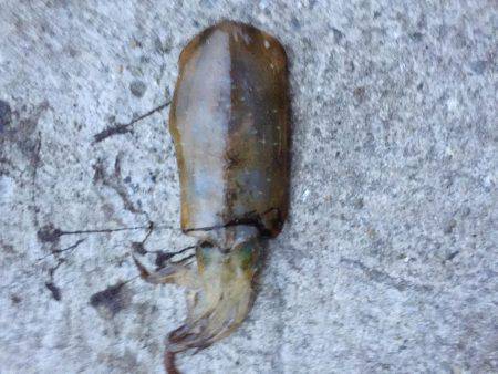 型が大きくなってきました