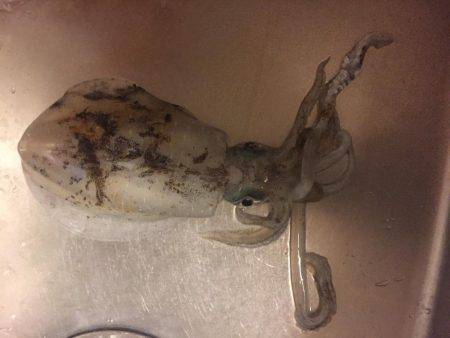 大きくなったね