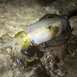 良いサイズが居ない？