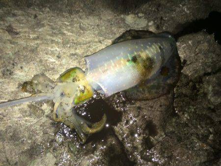 良いサイズが居ない？