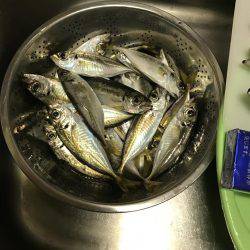 なかなかの大きさ