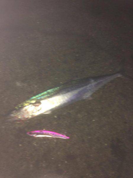 サゴシかよ！！