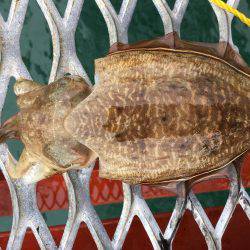 アオリイカは何処に…