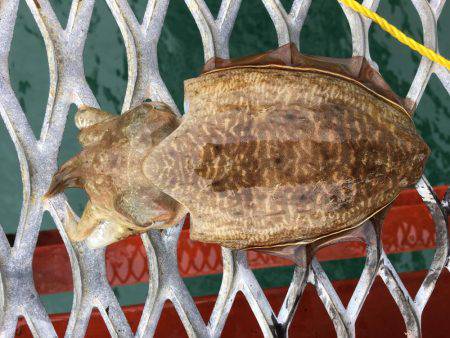 アオリイカは何処に…