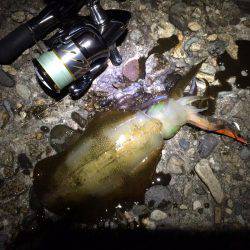 ナイトエギング