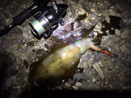 ナイトエギング