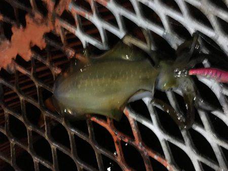 サーベルナイトでタチウオ狙い…のはずが