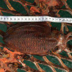 懲りずにエギング