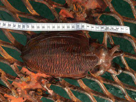 懲りずにエギング